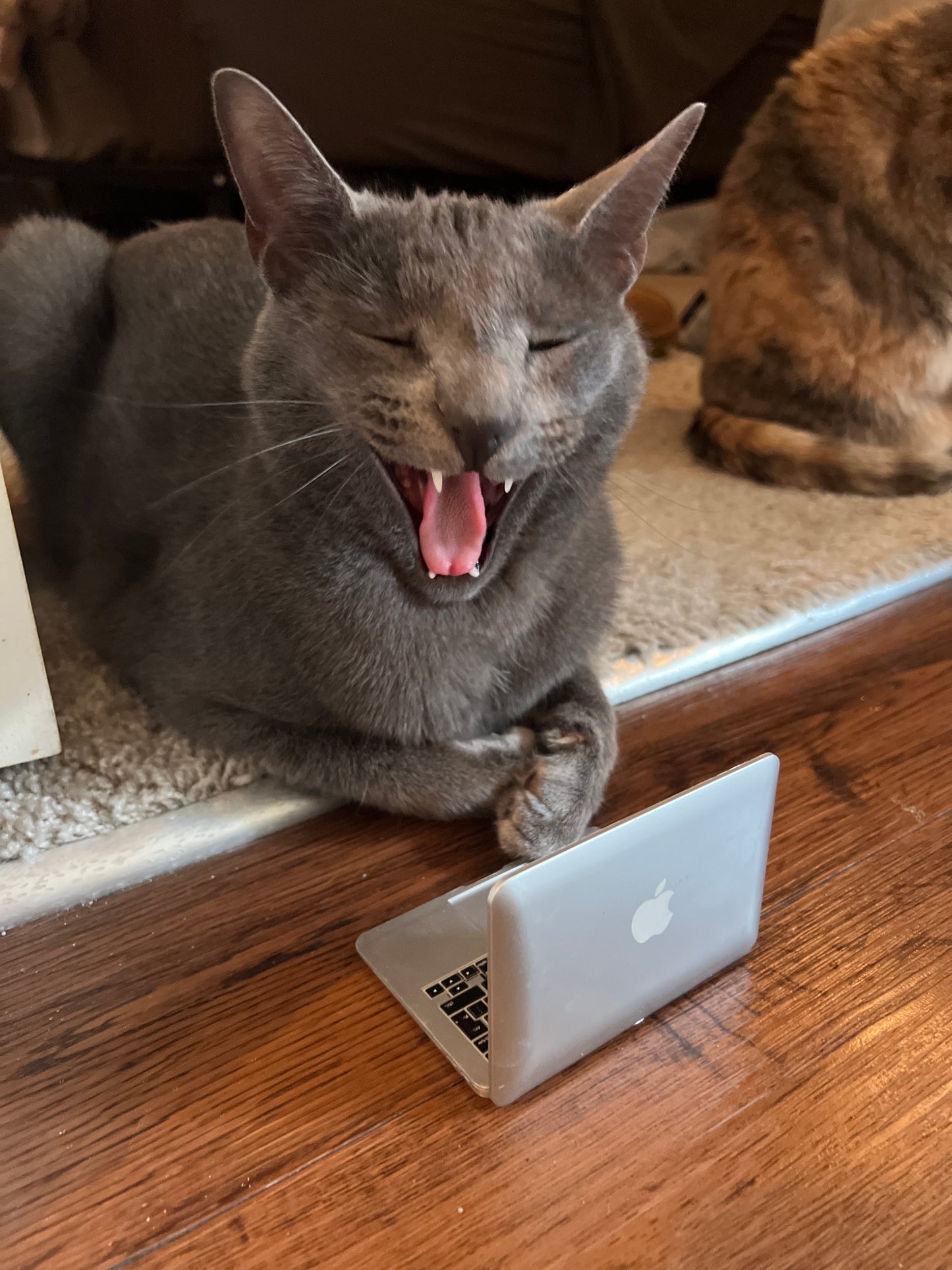 A MACBOOK AIR FOR YOUR CAT