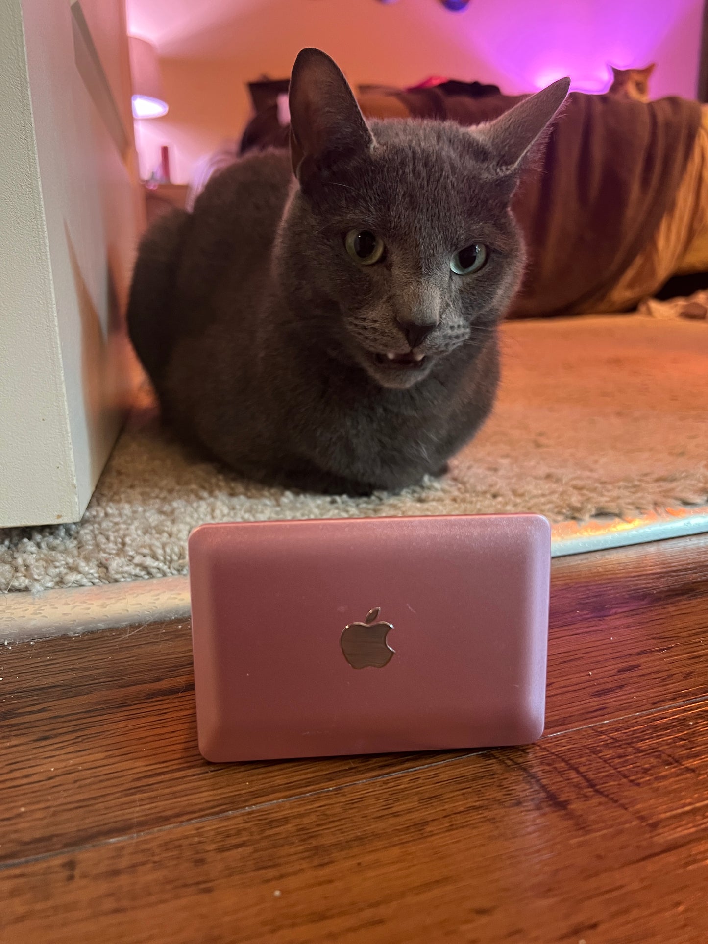 A MACBOOK AIR FOR YOUR CAT
